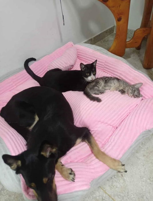 Cama premiun para mascota.